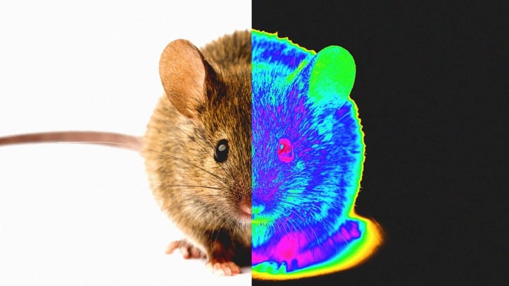 Picture of a rat, left half normal, right half thermal imaging